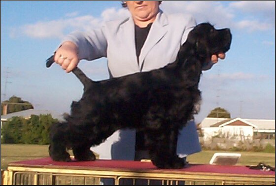 Al 14 weeks