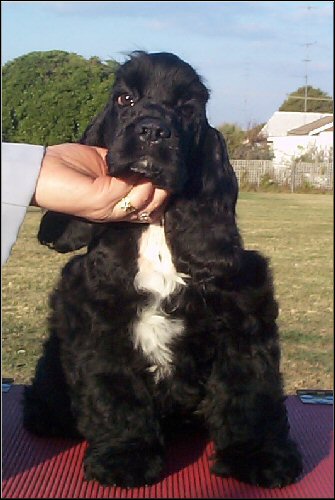 Al 14 weeks