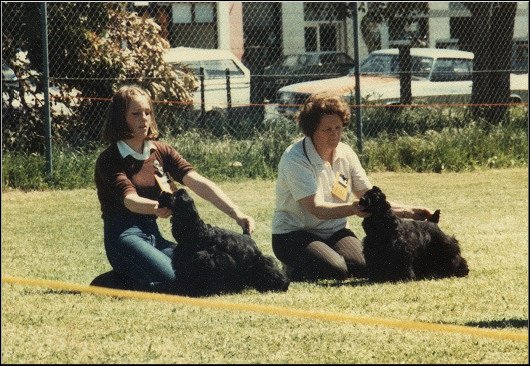 Merriyank Tequila Beau
Merriyank Stargazer
Mount Gambier 1979