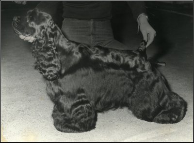BEST PUPPY IN SHOW
1979 American Cocker Club Specialty
Open Show