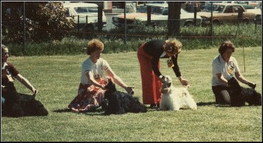 Ch. Merriyank Lakkari
??????
Ch. Doromay Rag Doll
Merriyank Stargazer
Mount Gambier 1979