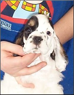 WILLY
8 WEEKS