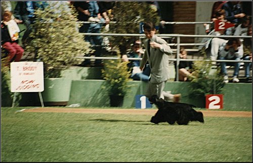 Winchie with
Jamie Hubbard
Royal Melbourne Show Handlers Final