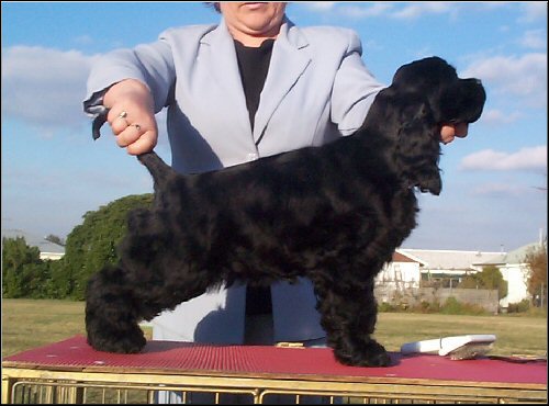 Zsa Zsa at 14 weeks