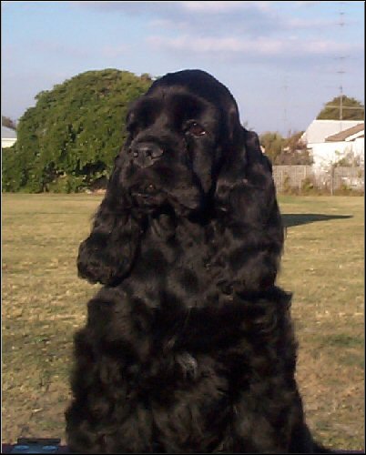 Zsa Zsa at 14 weeks