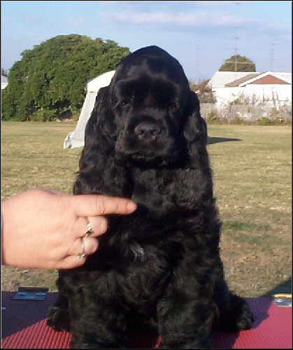 Zsa Zsa at 14 weeks