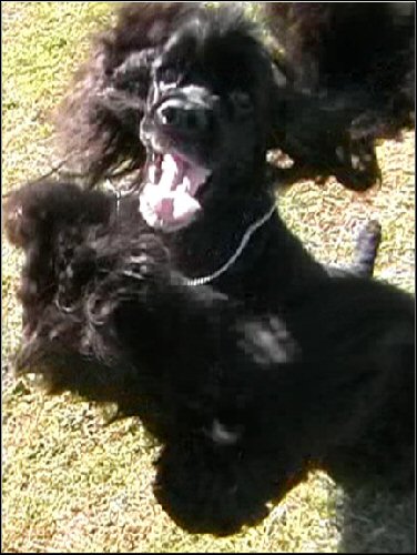 Hogan